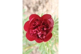 RED CHARM